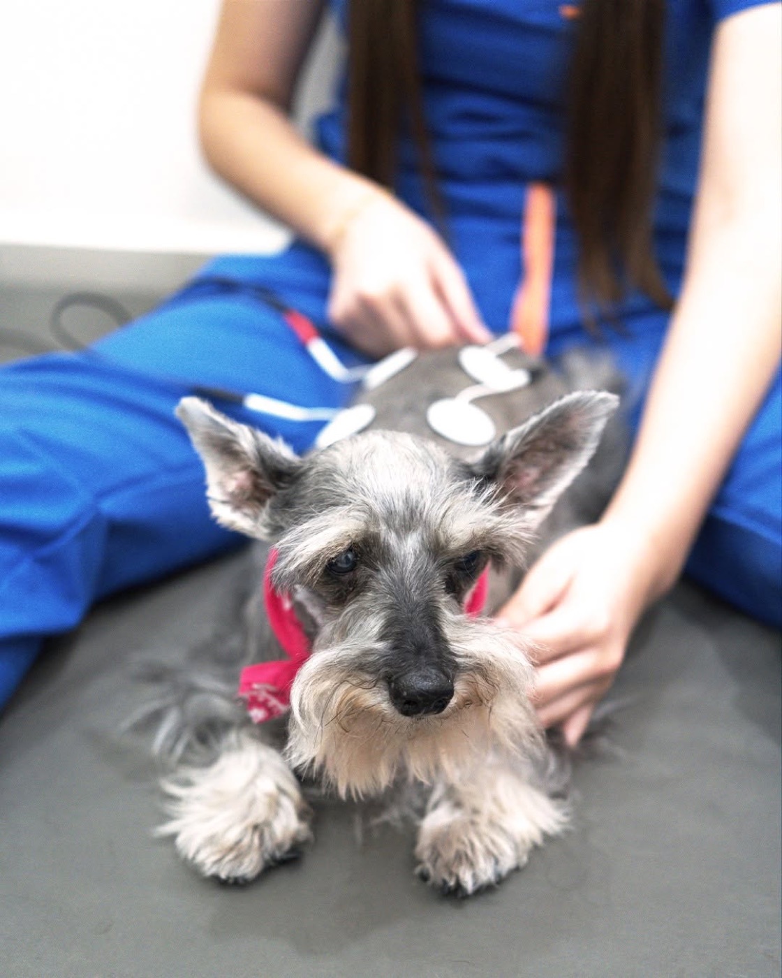 Schnauzer echado mientras la terapeuta le coloca los electrodos de electroestimulación en el lomo