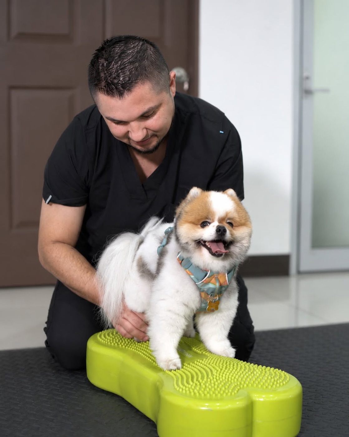 Terapeuta trabajando equilibrio con un pomerania sobre una plataforma