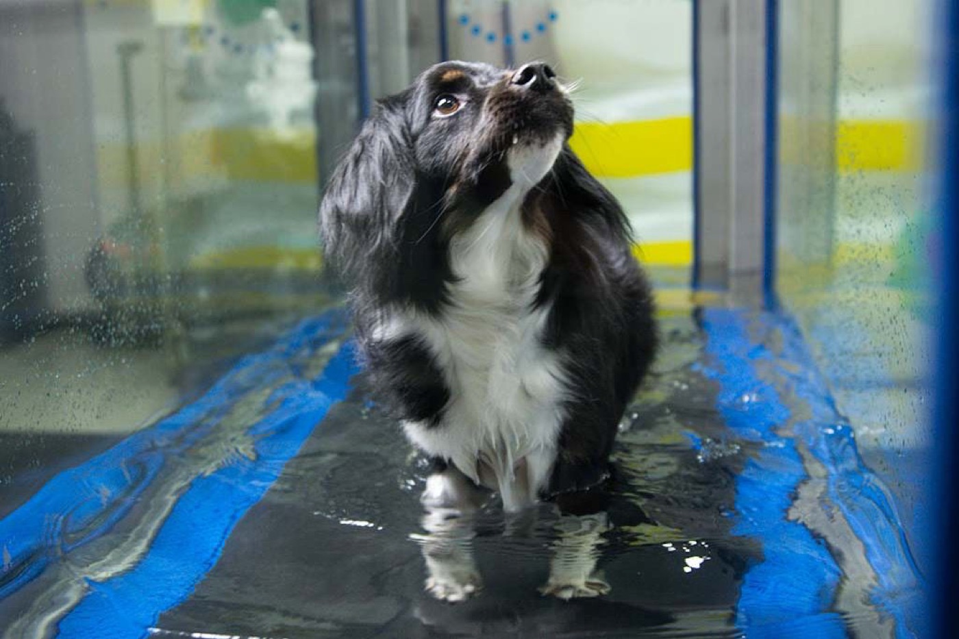 Cocker spaniel caminando dentro de la hidrocaminadora con el agua a la altura del pecho