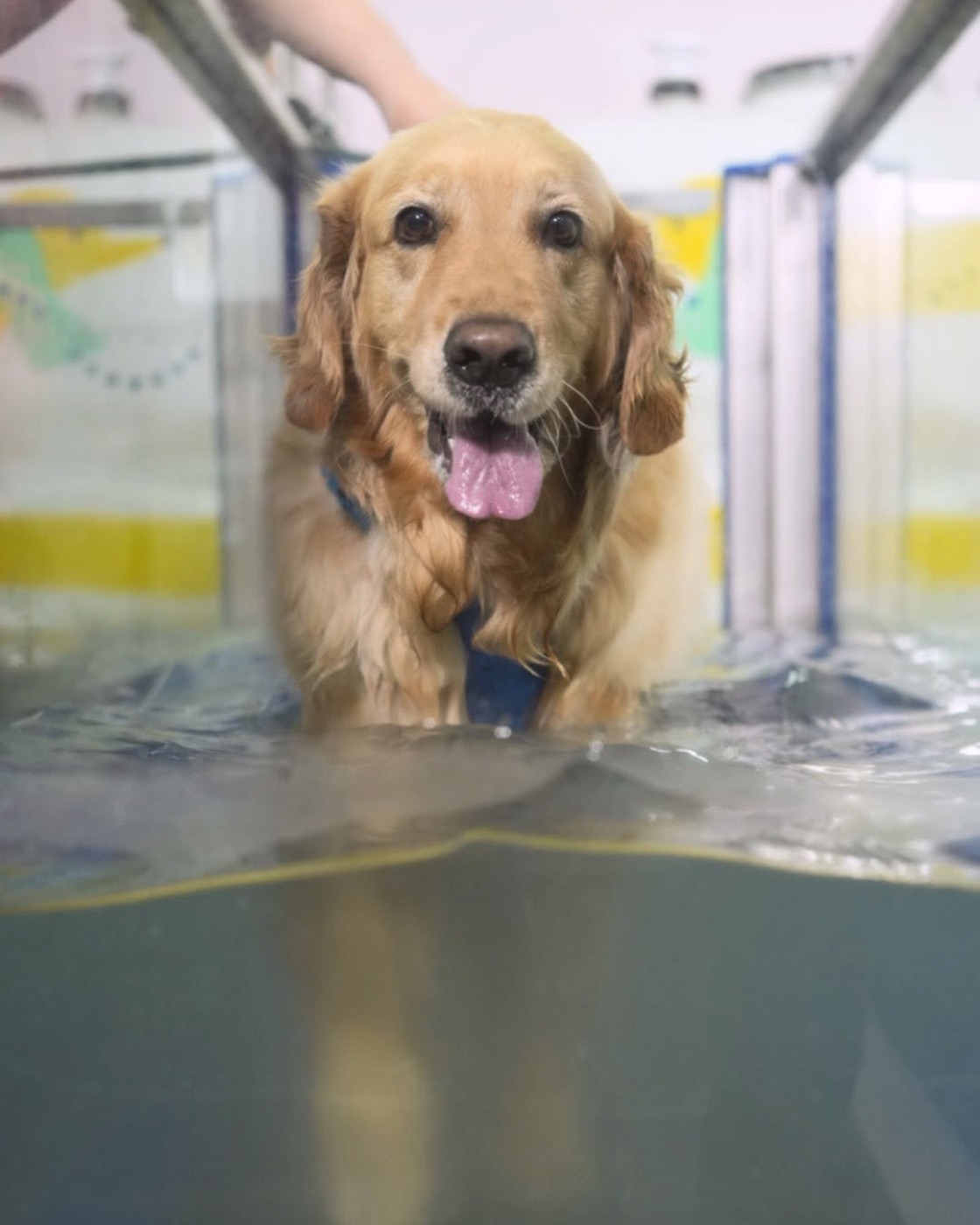 Golden retriever caminando dentro de la hidrocaminadora con el agua a la altura del pecho