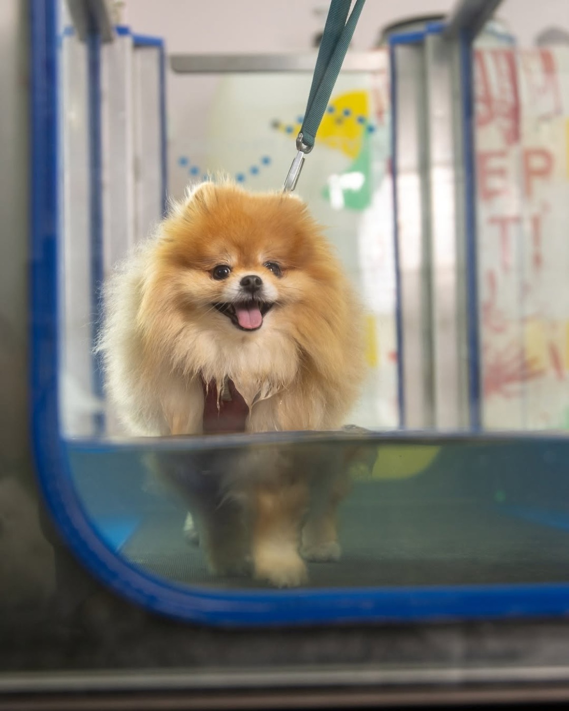 Pomerania caminando dentro de la hidrocaminadora