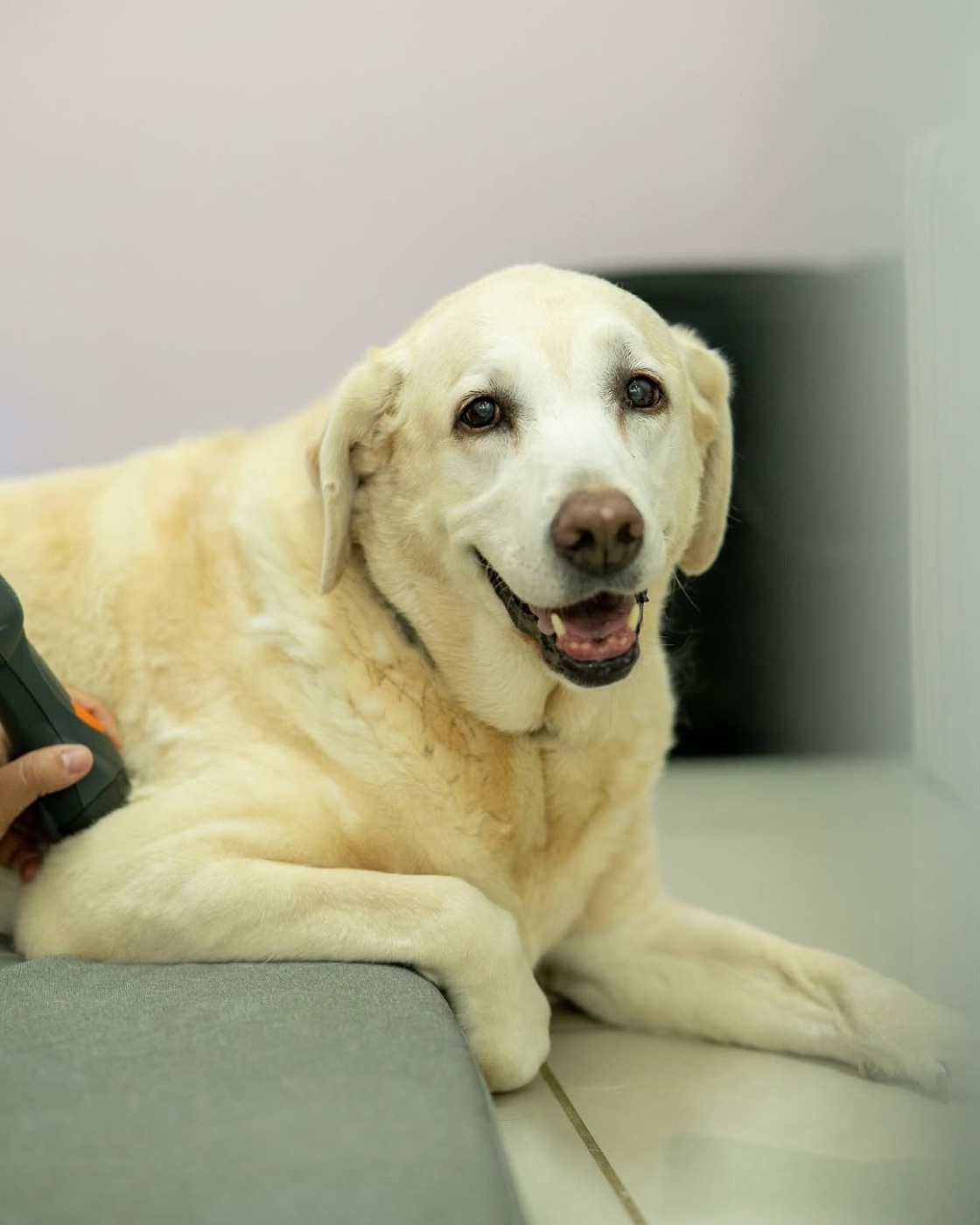 Labrador mayor durante una sesión de láser terapéutico